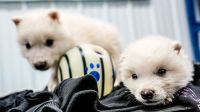 Espécie de lobo extinta há 12 mil anos é "recriada" por startup; entenda