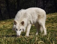 Cientistas discordam que lobos-terríveis tenham retornado da extinção