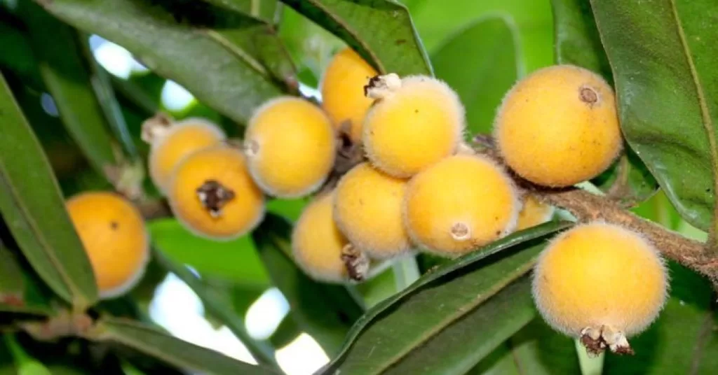 cabeludinha-jabuticaba-amarela.jpg