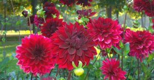 dalia-planta-flor.jpg