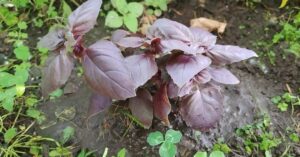 manjericao-roxo.jpg