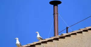 08ST-VATICAN-SEA-GULLS-PROMO-kjlp-facebookJumbo.jpg