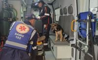 Vídeos: Cadela se recusa a abandonar tutor atropelado e entra em ambulância