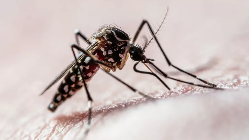 aedes-aegypti-e1718218266621.jpg