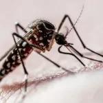 aedes-aegypti-e1718218266621.jpg