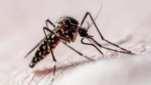 aedes-aegypti-e1718218266621.jpg