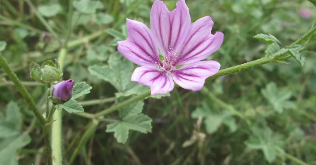 cha-de-malva-sylvestris.jpg