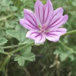 cha-de-malva-sylvestris.jpg