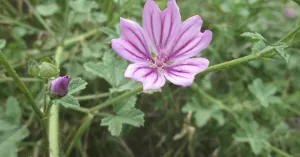cha-de-malva-sylvestris.jpg