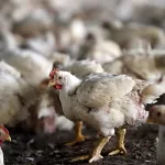 preco-frango-gripe-aviaria.jpg