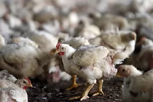 preco-frango-gripe-aviaria.jpg