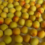 ume-prunus-mume-ameixa-coreana.jpg