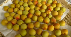 ume-prunus-mume-ameixa-coreana.jpg