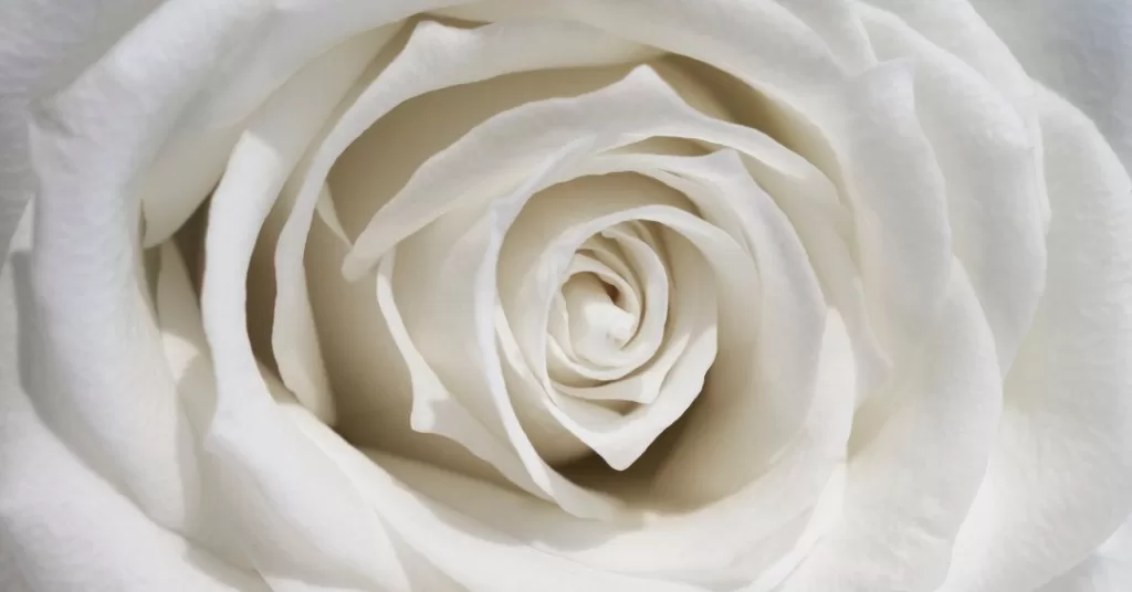 view-delicate-white-rose-close-up.jpg
