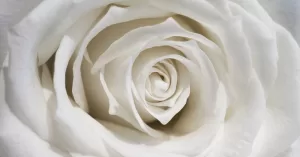 view-delicate-white-rose-close-up.jpg