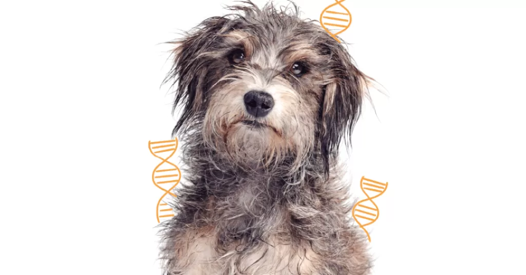 515-bichos-cachorro-genetica.png