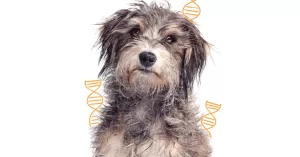 515-bichos-cachorro-genetica.png