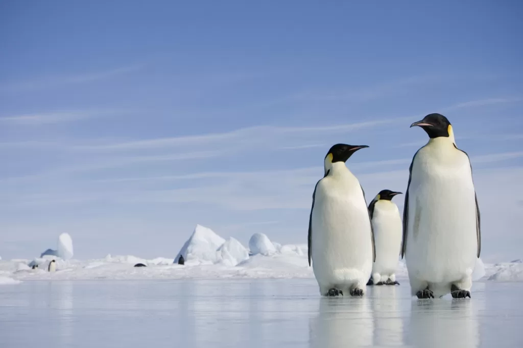 Composicao-digital-Pinguins-imperadores-Aptenodytes-forsteri-Antartida.-Dois-pinguins-imperadores-ao.jpeg