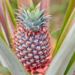 ananas.jpg