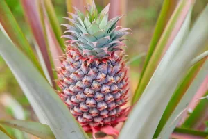 ananas.jpg