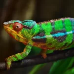 camaleao-colorido.jpg