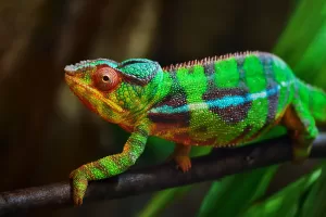 camaleao-colorido.jpg