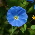 ipomeia-fungo.jpg