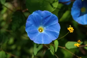 ipomeia-fungo.jpg