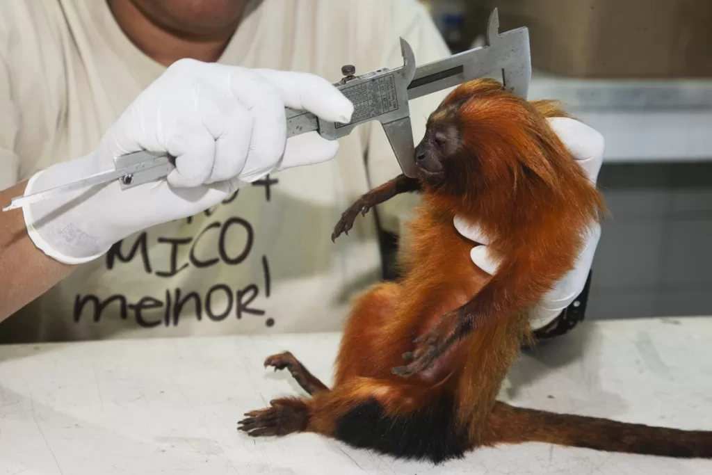 macaco-capa.jpg