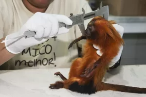 macaco-capa.jpg