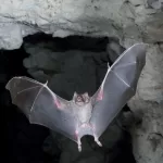 morcegos-noturnos.jpg