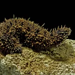 pepino-do-mar-1-1200x800.jpg