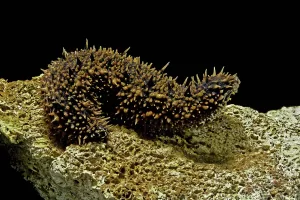 pepino-do-mar-1-1200x800.jpg