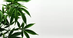 saude-medicina-drogas-maconha-cannabis.jpg